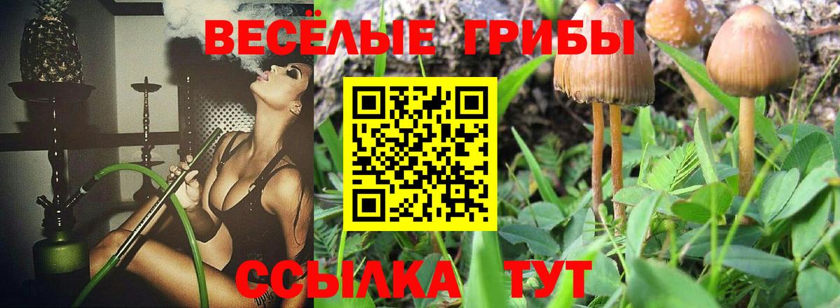 Галлюциногенные грибы Psilocybe Великий Новгород